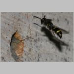 Symmorphus bifasciatus - Lehmwespe 10.jpg